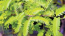 Elegantissima boasts green pinnate foliage